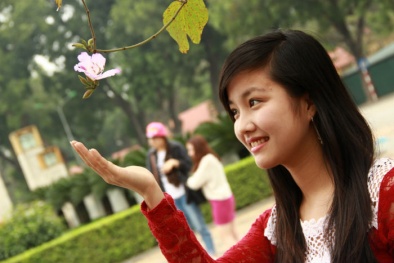 Hà Nội lung linh mùa hoa ban về